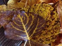 Autumn colours PA221758